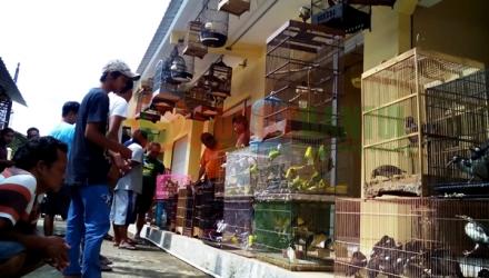 Berburu Kicau di Pasar Burung Wukirsari